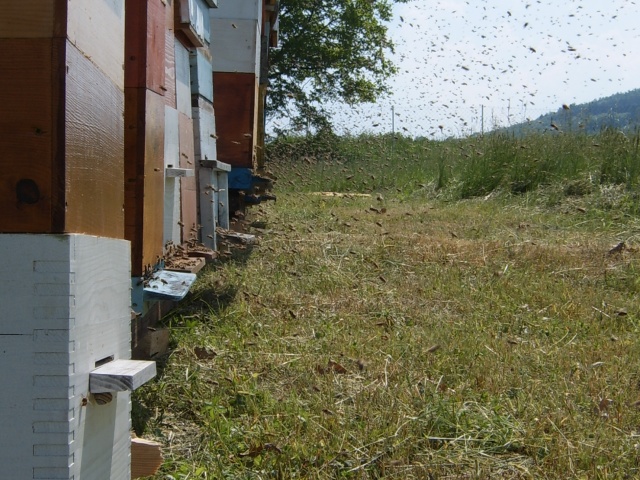Pčelinjaci